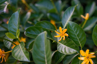 Close-up of frangipani blooming outdoors