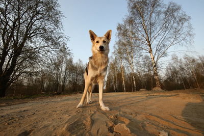 Portrait of dog on field against sky