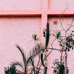 Plants growing against wall of building