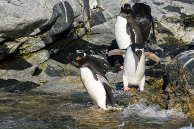 View of birds in water