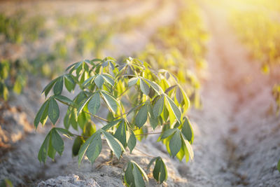 Close-up of plant growing on field