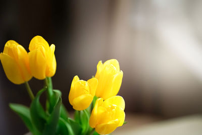 Close-up of yellow tulip