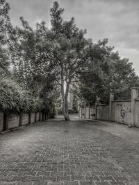 Trees against sky