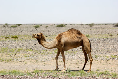 Giraffe standing on field against clear sky