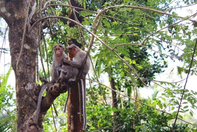 Low angle view of monkey sitting on tree in forest