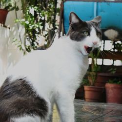 Portrait of cat sitting in yard