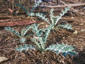 Close-up of plants