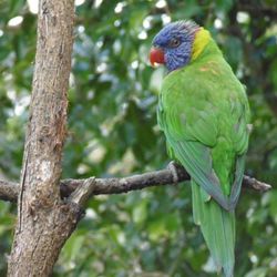 Close-up of bird perching on branch