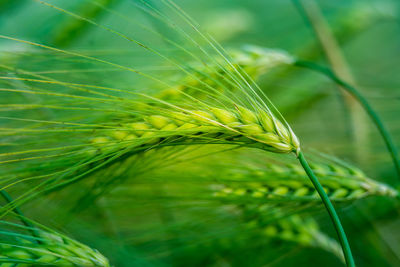 Beautiful, fresh, green grain crops growing in the field. common staple food grown in europe.