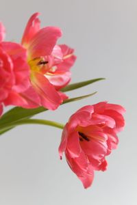 Close-up of pink flowers