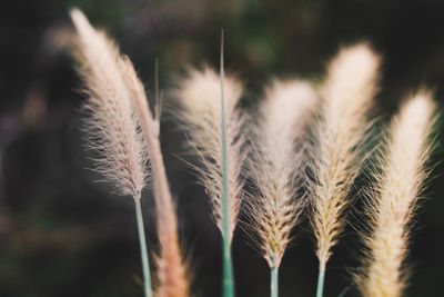 Close-up of stalks in field