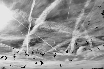 Low angle view of birds flying against sky