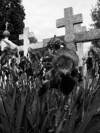 View of flowering plants at cemetery against sky