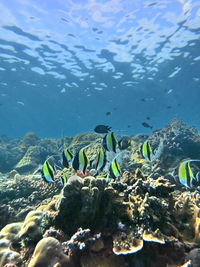 High angle view of fish swimming in sea