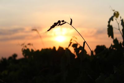 Close-up of silhouette plants against sunset sky