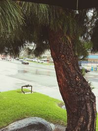 Close-up of palm tree on beach against sky