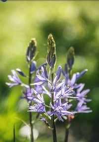 Close-up of purple flowering plant on field