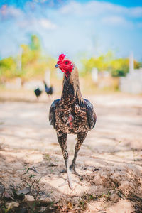 View of a bird on field