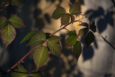 Close-up of plant