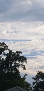 Low angle view of tree against sky