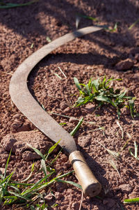 High angle view of dead plant on field