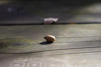 High angle view of shell on wooden table