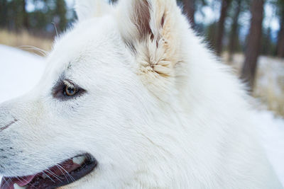 Close-up of a dog looking away