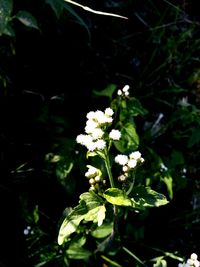 Close-up of flowers blooming outdoors