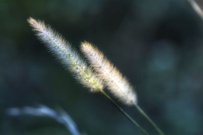 Close-up of grass