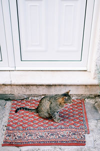 Portrait of cat sitting on wooden door