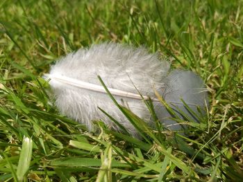 Close-up of plants growing on grassy field