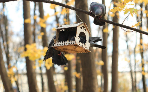 Close-up of bird perching on branch against blurred background