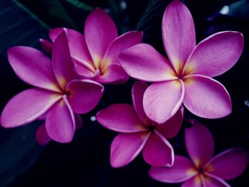 Close-up of frangipani blooming outdoors