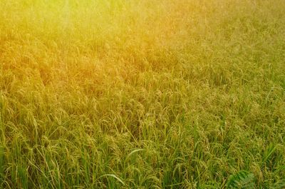 Close-up of wheat field