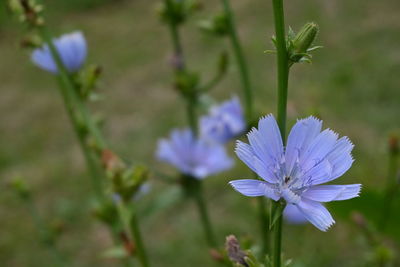 Close-up of blue flowering plant in field