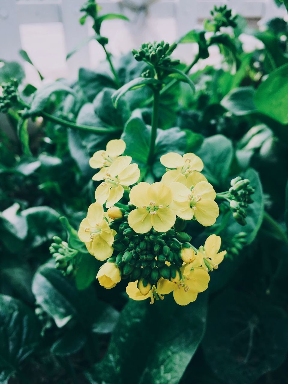 flower, fragility, beauty in nature, nature, freshness, growth, petal, yellow, plant, flower head, blooming, close-up, no people, day, leaf, outdoors