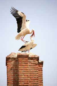 Low angle view of bird perching against white background