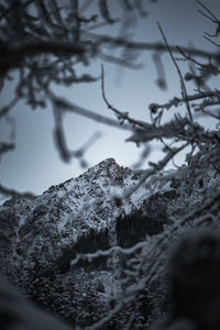 Close-up of frozen tree against mountain