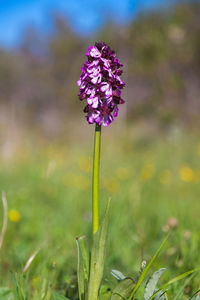 The flower of orchis purpurea, the lady orchid