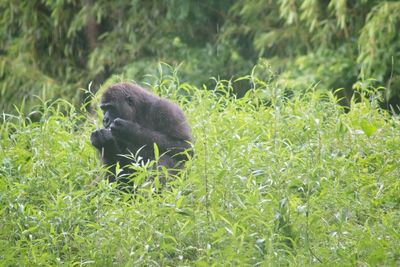 Monkeys in a field