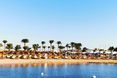 Palm trees by swimming pool against clear sky