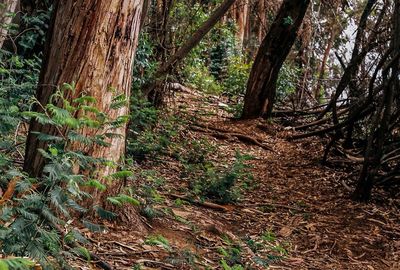 Trees in forest