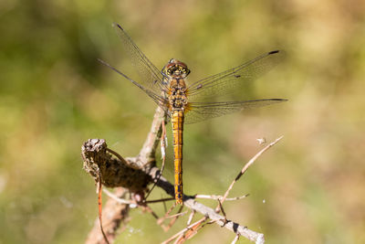 Close-up of dragonfly on plant