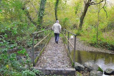 Rear view of woman walking in forest