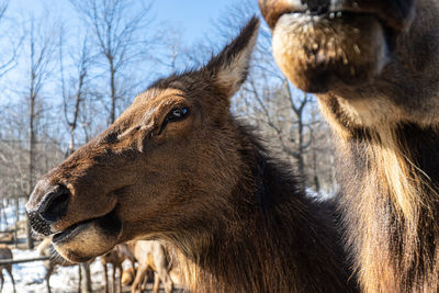 Close-up of giraffe