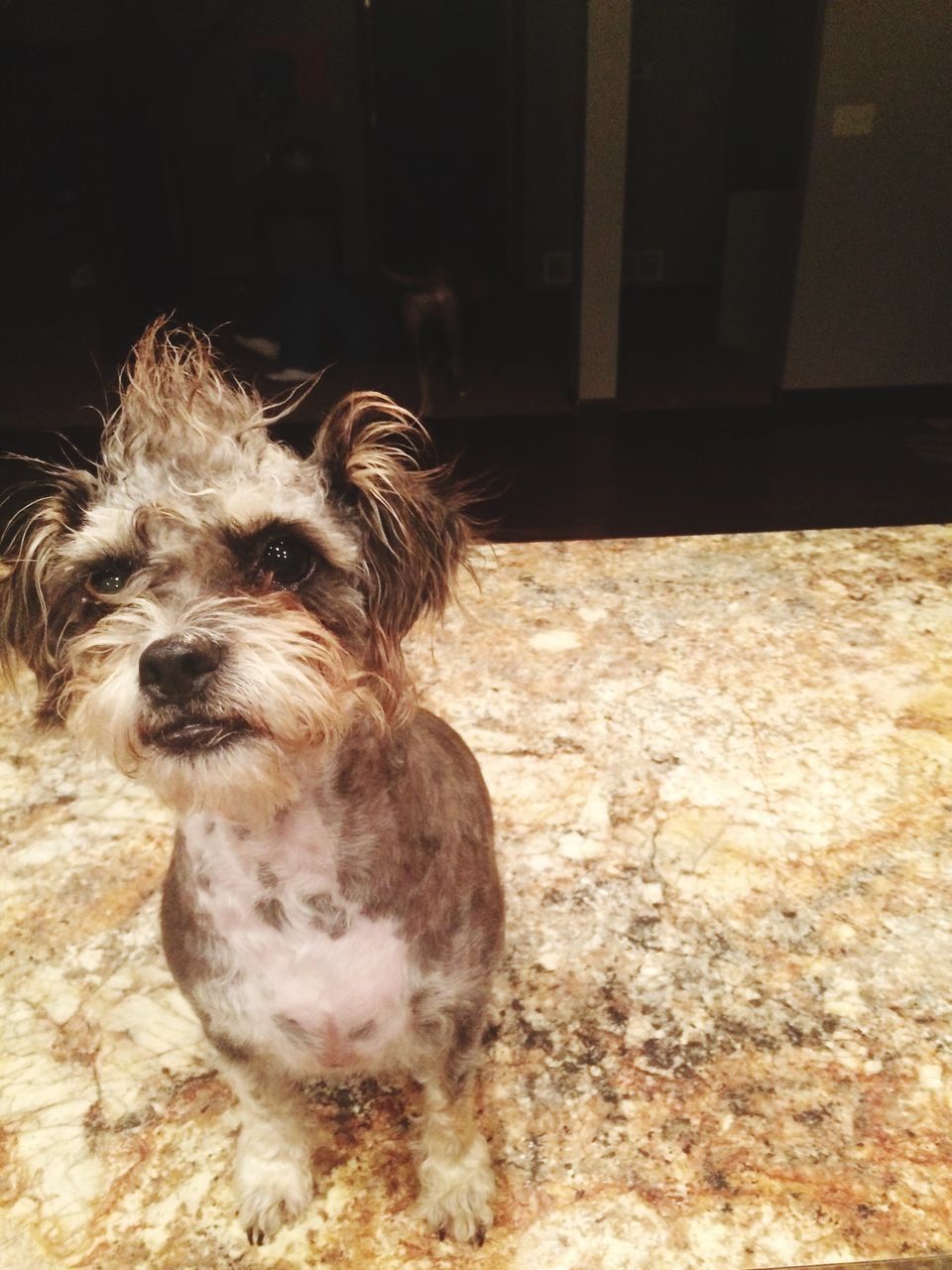 animal themes, one animal, domestic animals, dog, pets, mammal, portrait, animal hair, looking at camera, full length, close-up, no people, indoors, animal head, sitting, day, focus on foreground, zoology