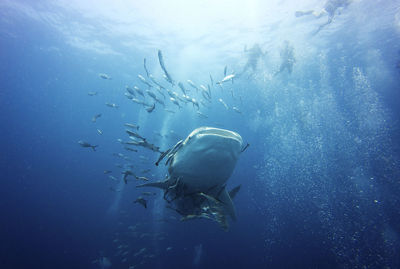 Fishes swimming in sea