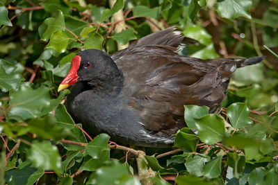 Close-up of bird in leaves