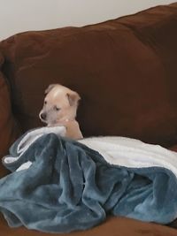 Dog resting on bed at home