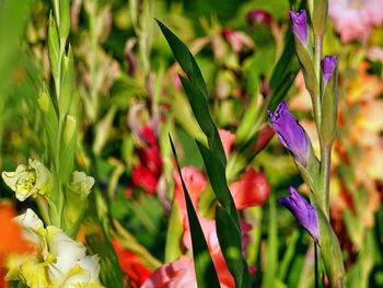 Close-up of purple flowers blooming outdoors